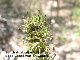   Fruits:   Desmocladus diacolpicus ; Photo by South Australian Seed Conservation Centre, used with permission
